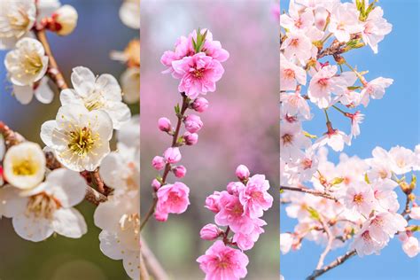 五片花瓣|梅花、櫻花、桃花長得好像怎麼分辨？一次告訴你區分。